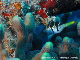 Paraluteres_prionurus-vela180