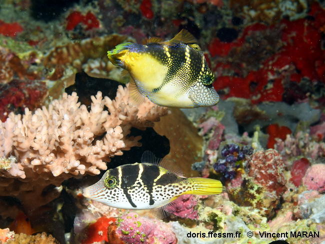 Paraluteres_prionurus-vima160