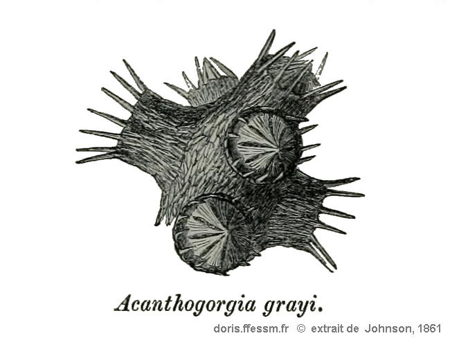 Paramuricea_grayi-docanciens1861
