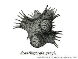 Paramuricea_grayi-docanciens1861