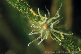 paranemonia_cinerea-7