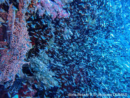 parapriacanthus_ransonneti-jd01