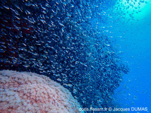 parapriacanthus_ransonneti-jd02