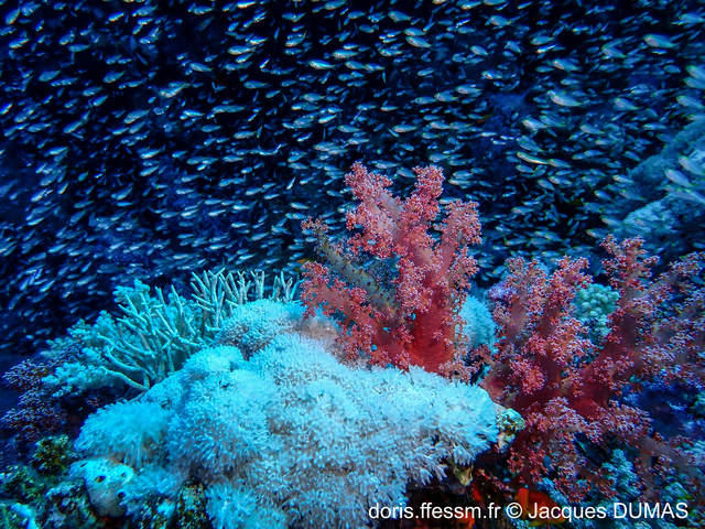 parapriacanthus_ransonneti-jd04