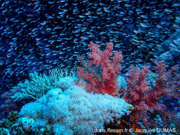 parapriacanthus_ransonneti-jd04