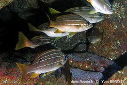 Parapristipoma_octolineatum-yb1