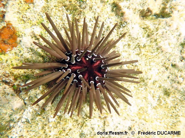 Parasalenia_gratiosa-frdu001