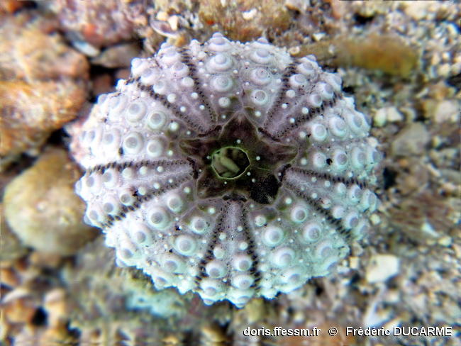 Parasalenia_gratiosa-frdu2019b