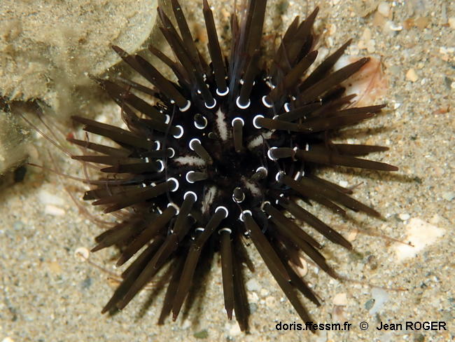 Parasalenia_gratiosa-jero401