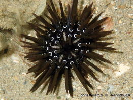 Parasalenia_gratiosa-jero401