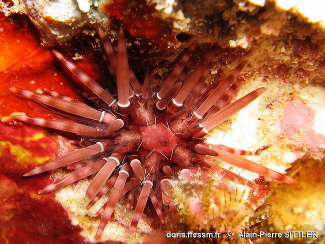 Parasalenia_poehlii-aps010