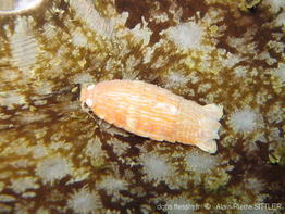 anilocra_sp-aps225