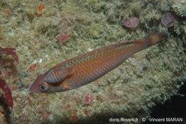 centrolabrus_exoletus_vm_224