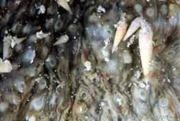 astichopus_multifidus_ag1