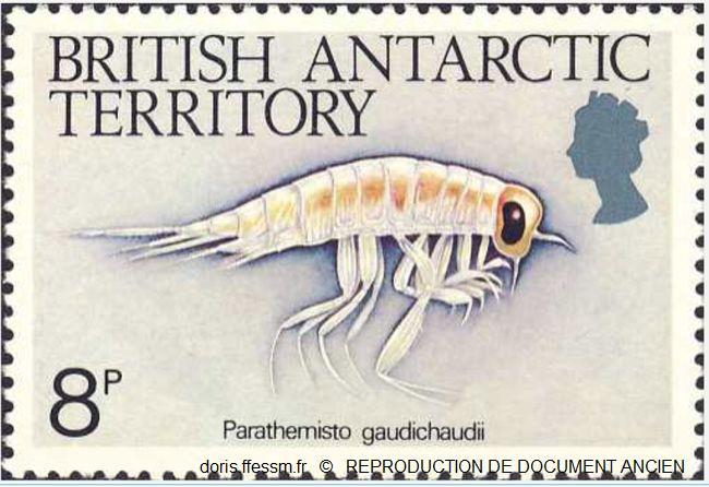 Parathemisto_gaudichaudi_bat_01