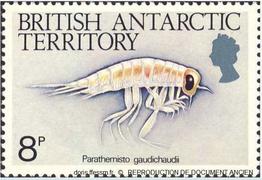 Parathemisto_gaudichaudi_bat_01