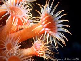 Parazoanthus_ brevitentacularis-dead13