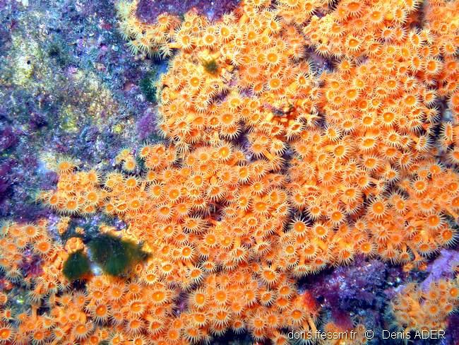 Parazoanthus_ brevitentacularis-dead22