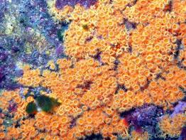 Parazoanthus_ brevitentacularis-dead22