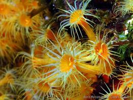 Parazoanthus_ brevitentacularis-dead33