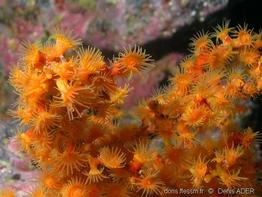 Parazoanthus_ brevitentacularis-dead7