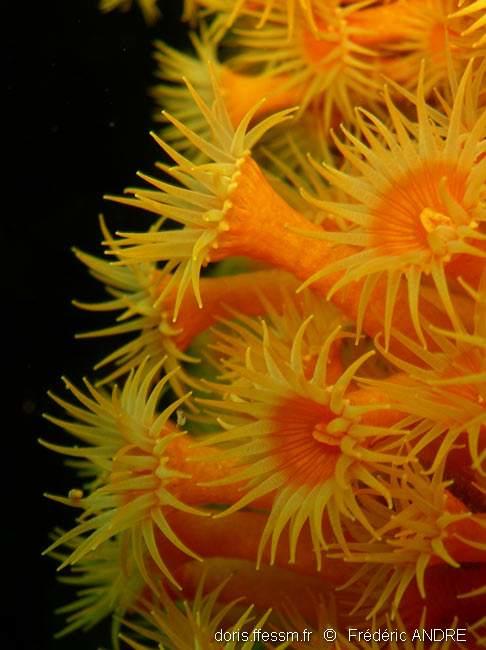 Parazoanthus_ brevitentacularis-frda10