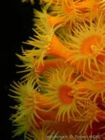 Parazoanthus_ brevitentacularis-frda10