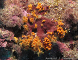 Parazoanthus_ brevitentacularis-so1