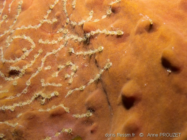 Zoanthaire éponge en chaînette