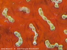 Parazoanthus_franciscae-jfbo86757