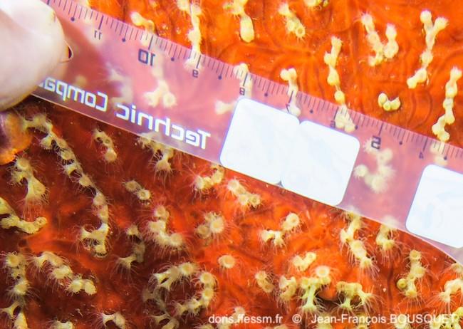 Parazoanthus_franciscae-jfbo88142