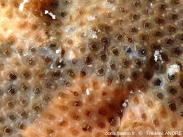 Parellisina_curvirostris-fran179