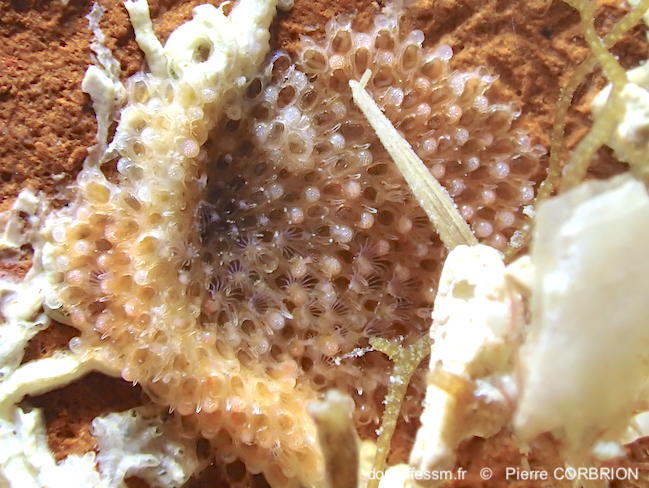 Parellisina_curvirostris-pico826