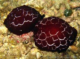pleurobranchus_forskalii-slb2