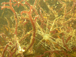 paranemonia_cinerea-fa3