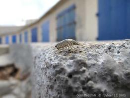 ligia_italica-slb7