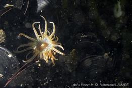 paranemonia_cinerea-2