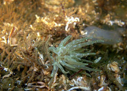 paranemonia_cinerea-fa5