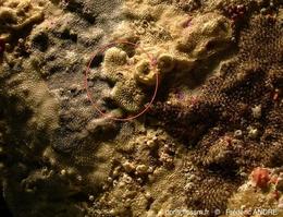 plagioecia_sarniensis-fa0024b
