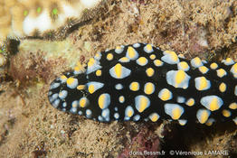 phyllidia_carlsonhoffi-vl2