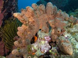 agelas_conifera_ap3