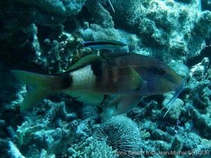 Parupeneus multifasciatus