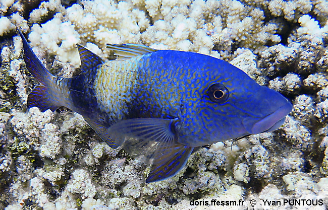 Poisson-chèvre insulaire