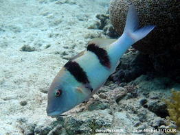Parupeneus_trifasciatus-jmsu100