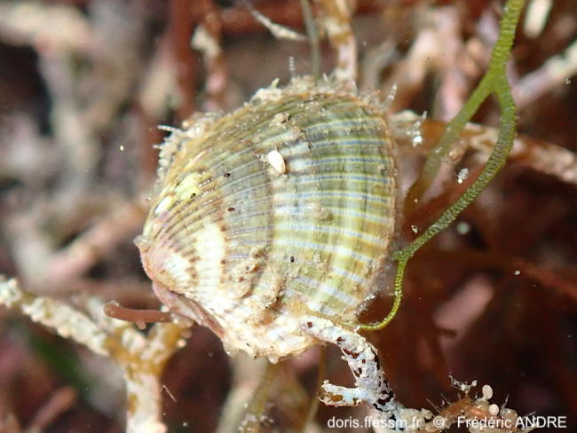 Parvicardium exiguum-fran134