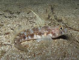 gobius_roulei-slb1