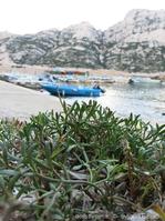 crithmum_maritimum-slb3