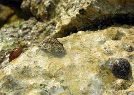 patella_rustica-5