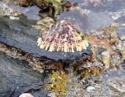 patella_ulyssiponensis-plg-img_20011