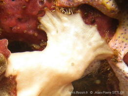 antennarius_maculatus-aps1